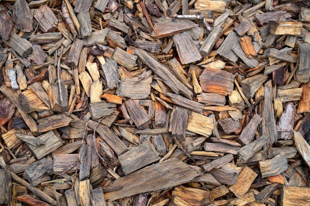 Les résidus de coupe de bois sont idéaux pour le paillage et faciles à obtenir.