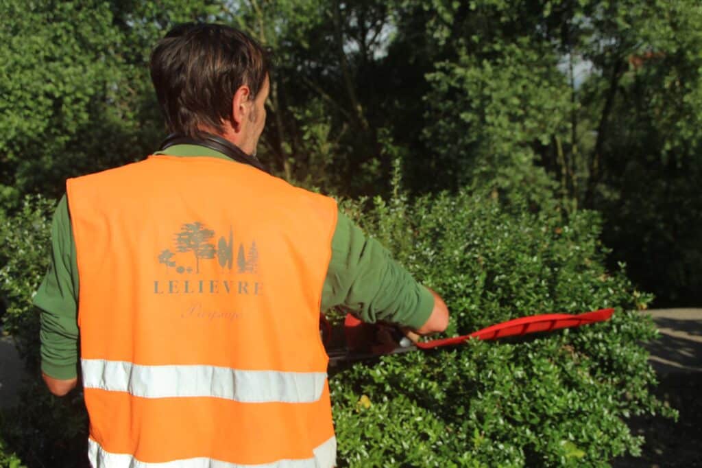 Taille d'ifs en forme de boule dans un jardin de particuliers