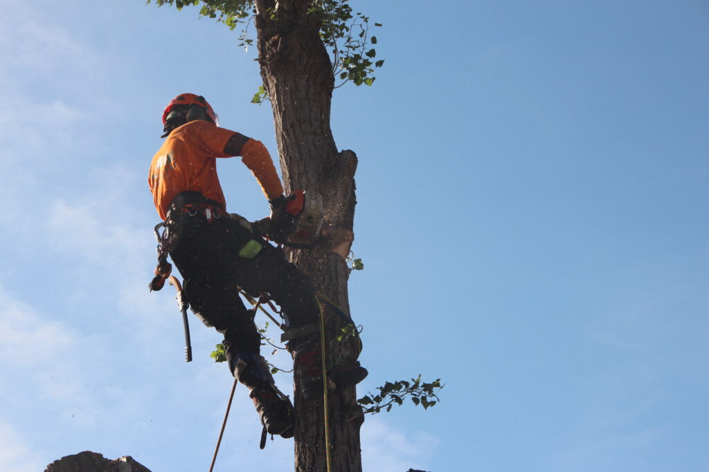 Démontage d'arbre dangereux