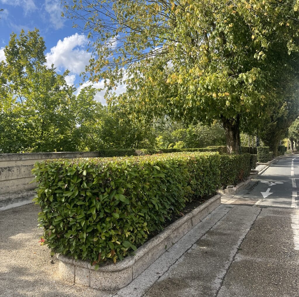 Haies taillées au quai Ferber à Bry-sur-Marne (94)