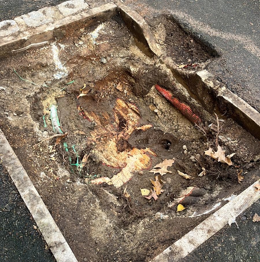 Rognage mal réalisé (par un confrère)