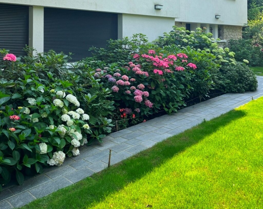 Hortensias à la première année d'entretien à Bry sur Marne (94)