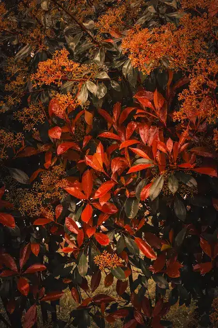 haie de photinia