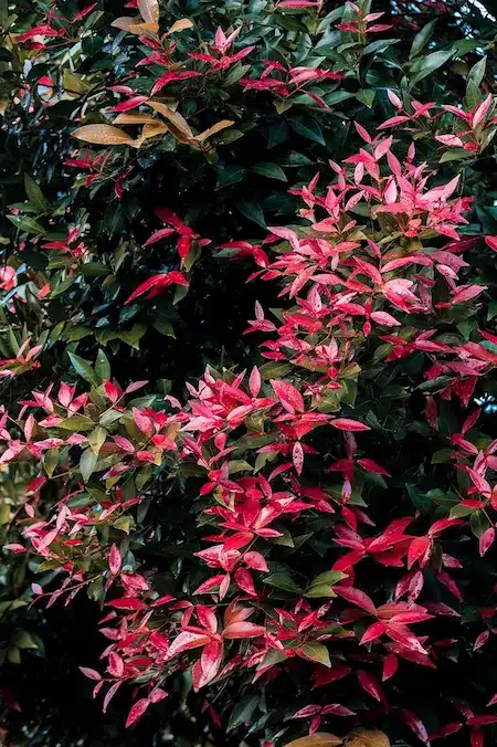 haie de photinia