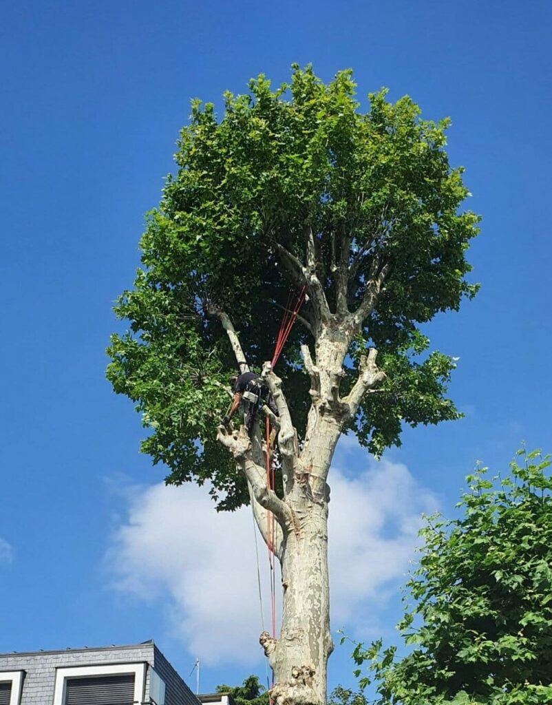 Nos équipes sont en train de réaliser un élagage dans un grand arbre, dans une copropriété en Île-de-France.